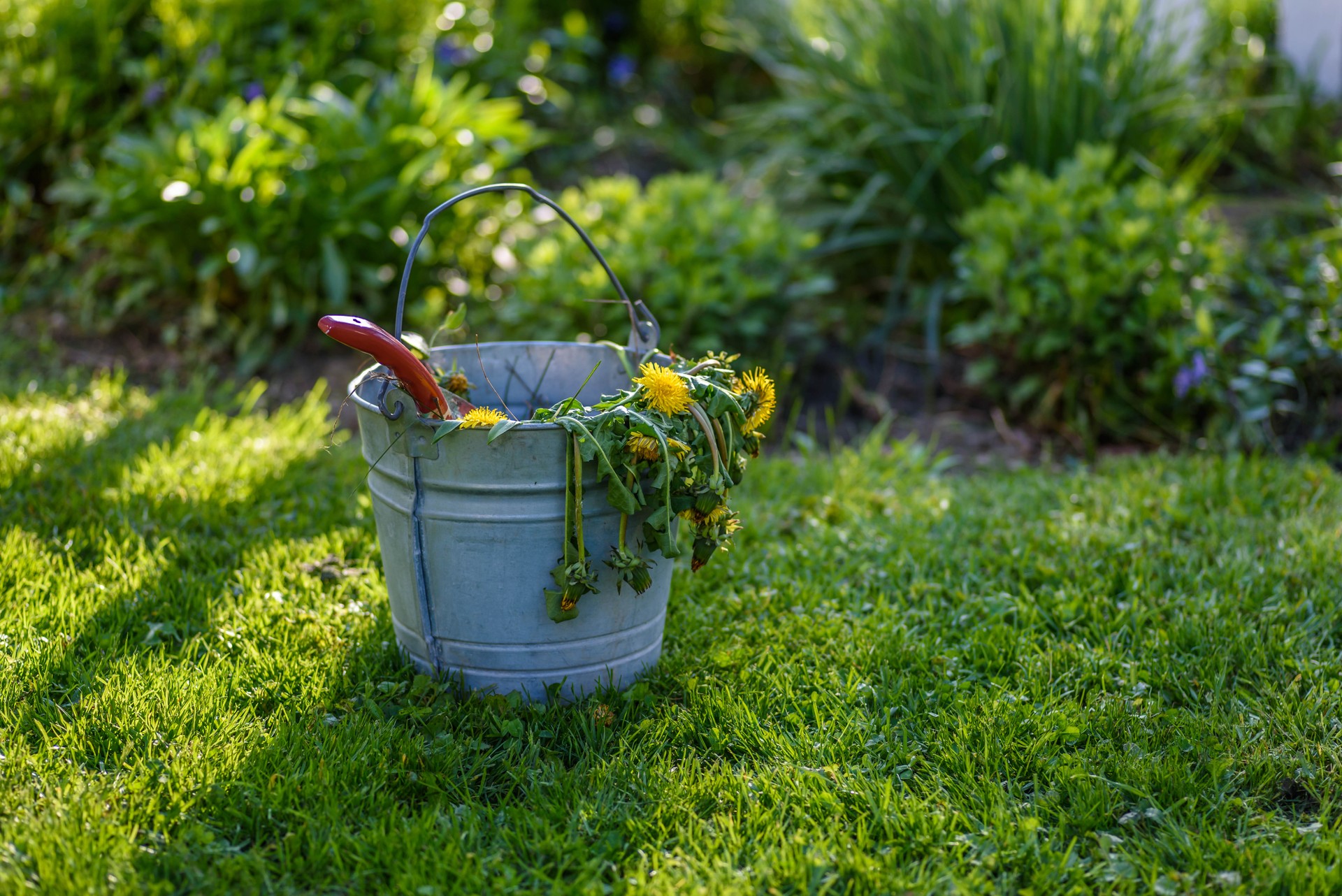 Bucket of weeds next to spring garden