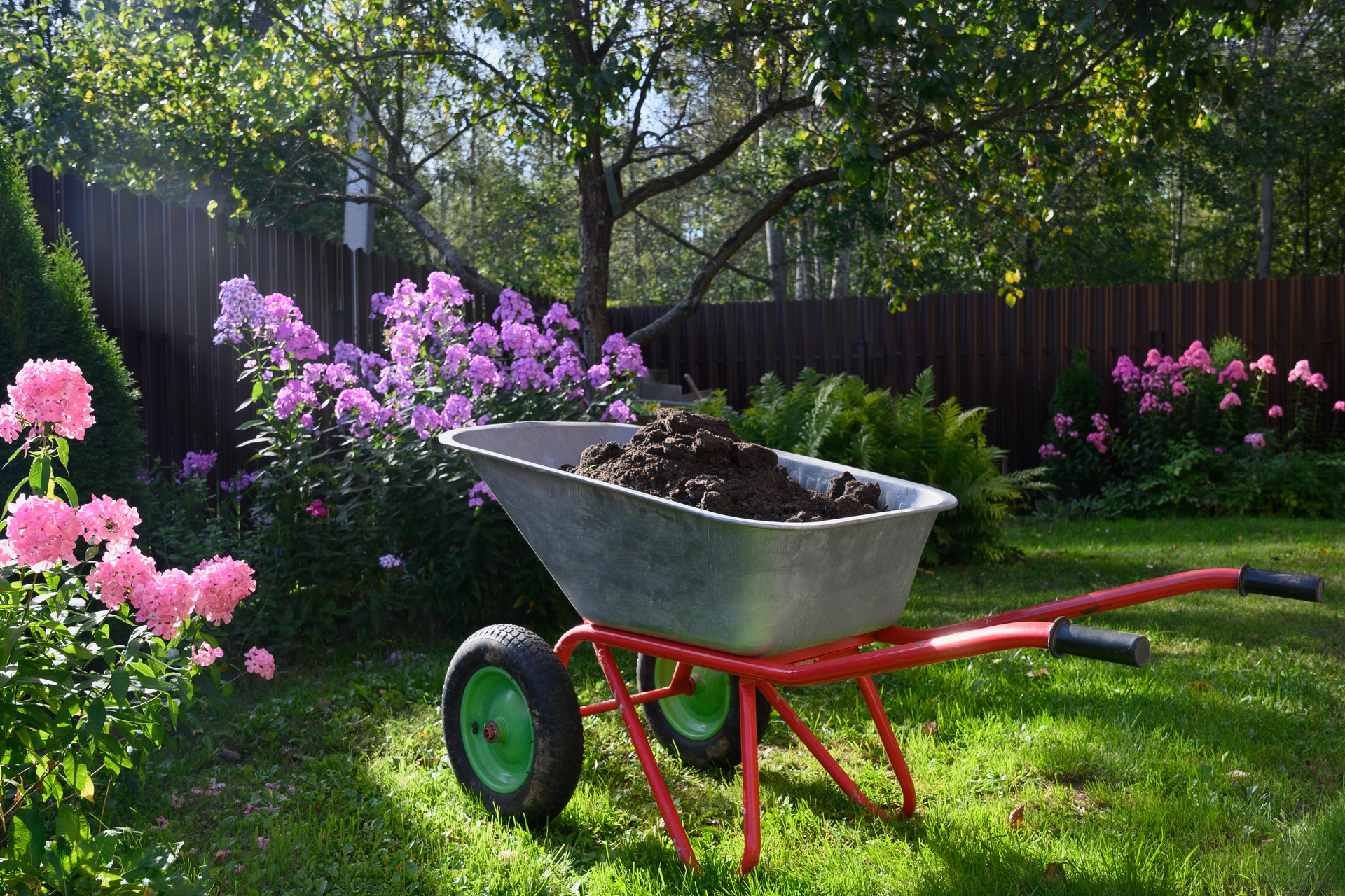 Wheelbarrow with hummus on green lawn in flower garden.