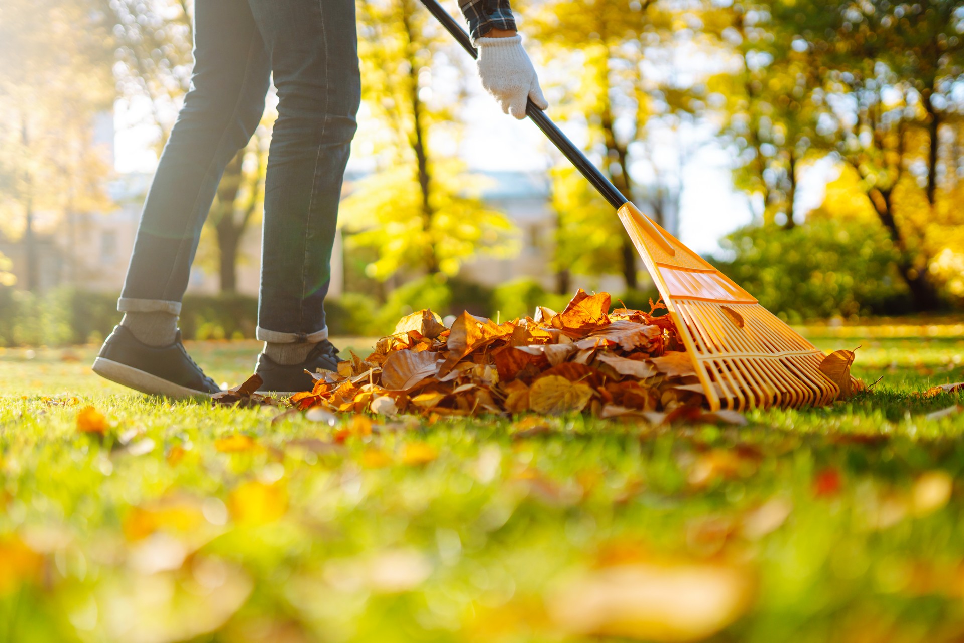 Man in his hands with a fan-shaped yellow rake collects fallen autumn leaves in the park.