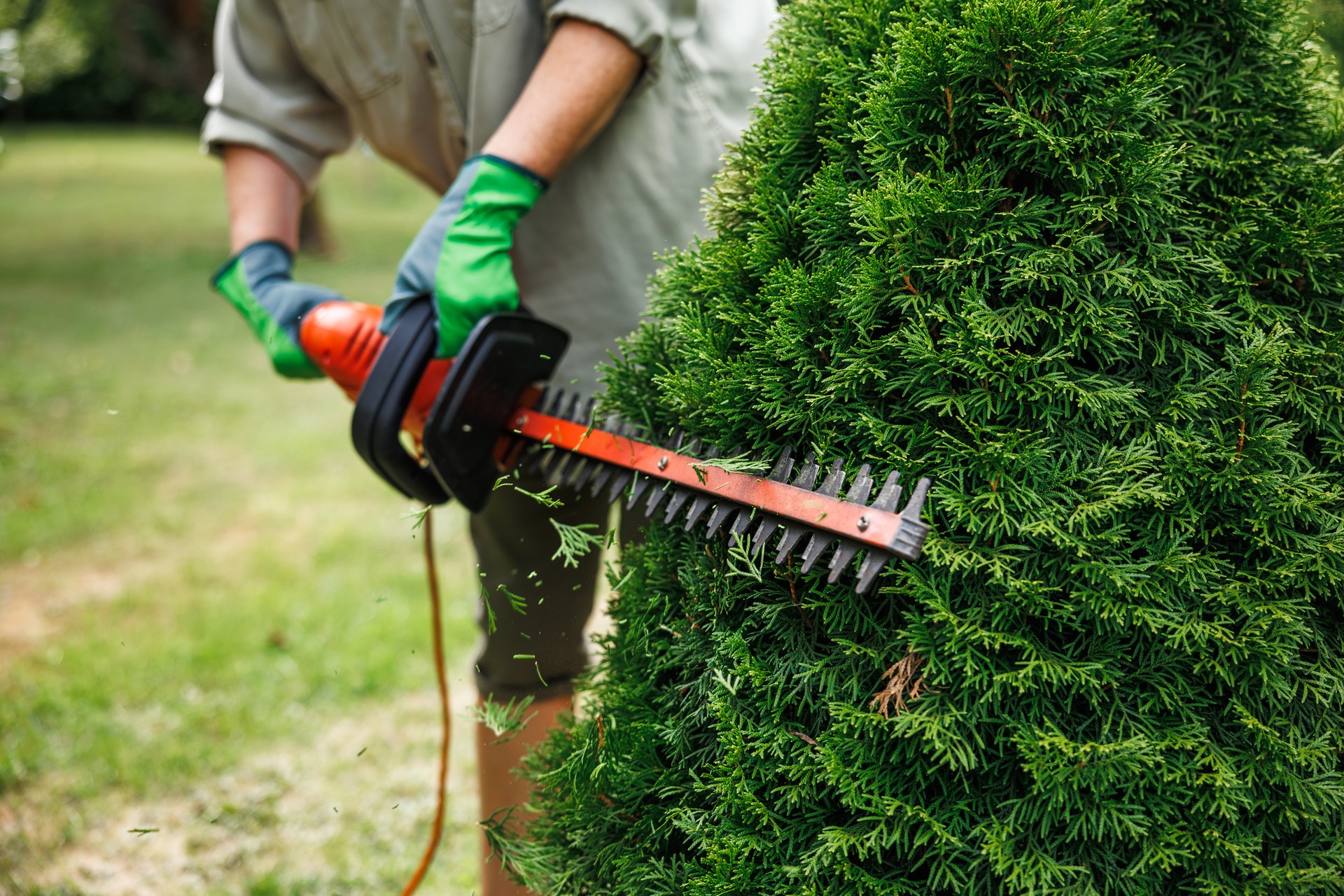 Regular trimming of bushes at backyard